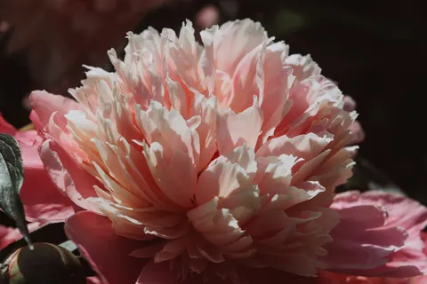 牡丹 4K桌布 · flowers · 3840×2560