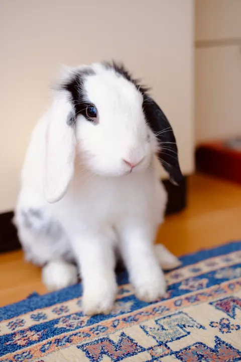 Bunny Phone Wallpaper · pets · 1440×2160