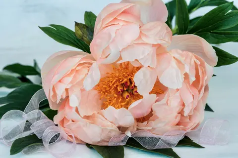 Peony 4K Wallpaper · flowers · 3840×2561