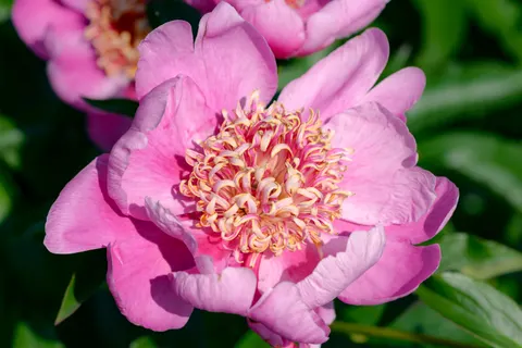 والپیپر گل صدتومانی با کیفیت 4K · flowers · 3840×2563