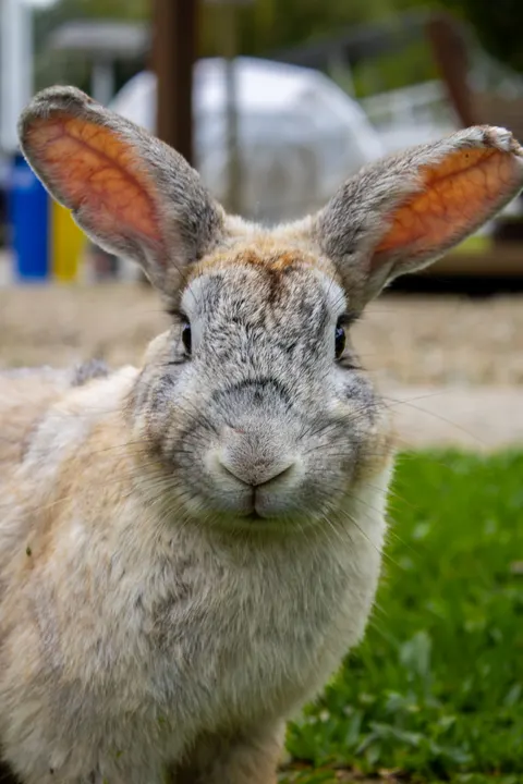 Bunny Phone Wallpaper · pets · 1440×2160
