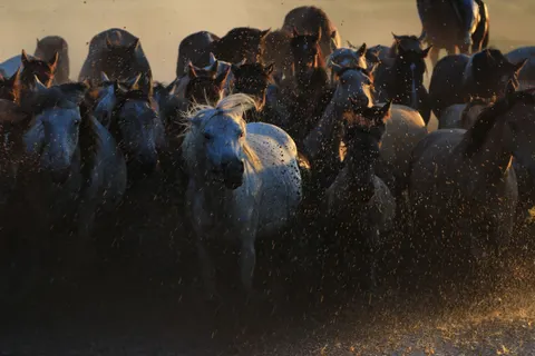 Papel de parede Cavalo 4K · animals · 3840×2560