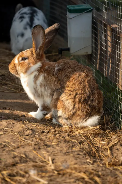 Bunny Phone Wallpaper · pets · 1440×2160