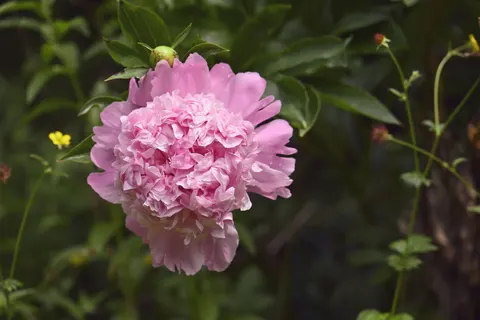 Fond d'écran Pivoine 4K · flowers · 3840×2560