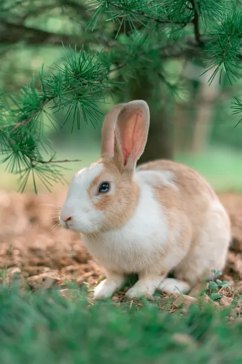 Bunny Phone Wallpaper · pets · 1440×2159