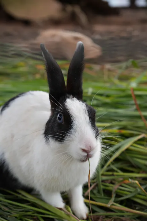 Bunny Phone Wallpaper · pets · 1440×2160
