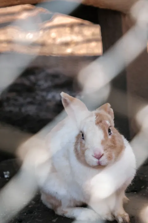 Bunny Phone Wallpaper · pets · 1440×2160