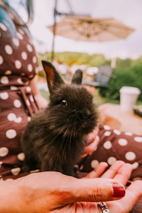 Bunny Phone Wallpaper · pets · 1440×2160