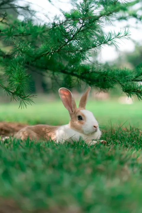 Bunny Phone Wallpaper · pets · 1440×2159