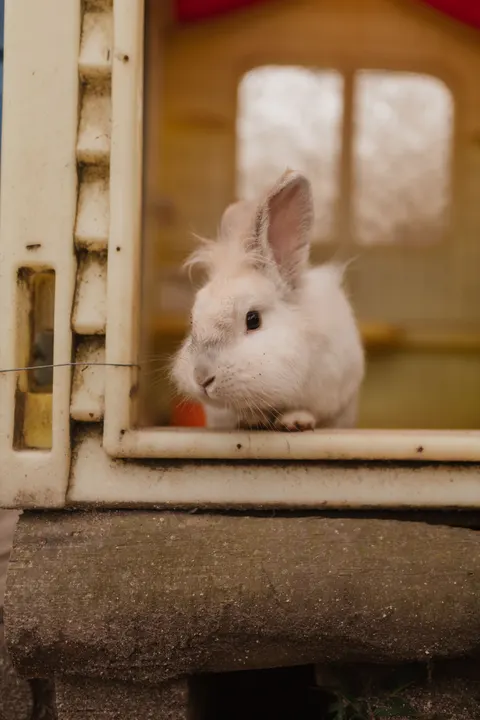 Bunny Phone Wallpaper · pets · 1440×2160