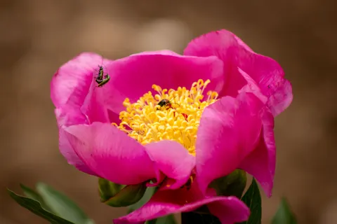 Sfondo Peonia 4K · flowers · 3840×2560
