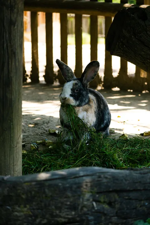 Bunny Phone Wallpaper · pets · 1440×2160