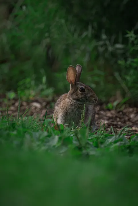 Bunny Phone Wallpaper · pets · 1440×2157