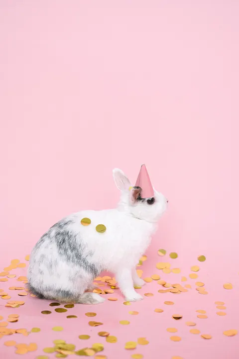 Bunny Phone Wallpaper · pets · 1440×2160