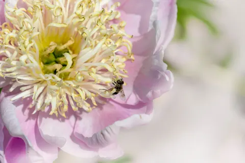 Hình nền Hoa mẫu đơn 4K · flowers · 3840×2563