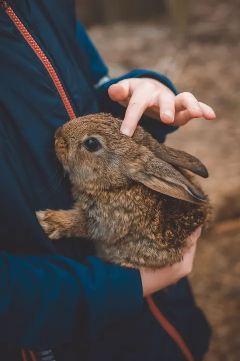 Bunny Phone Wallpaper · pets · 1440×2160