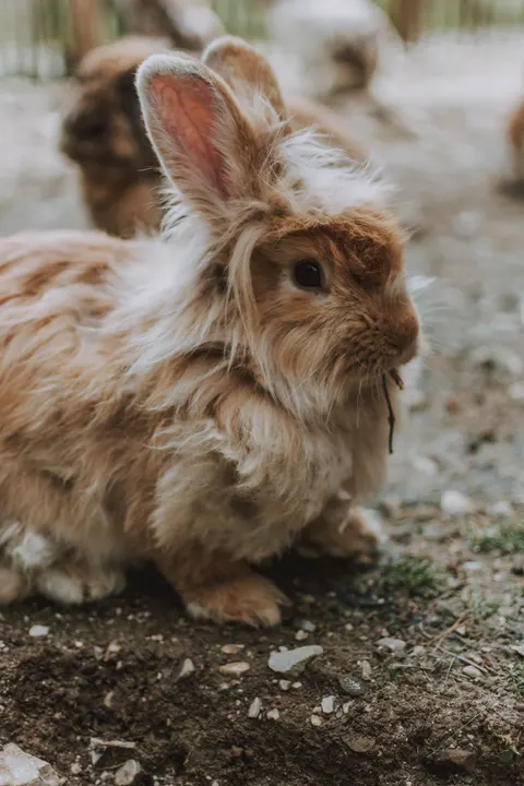 Bunny Phone Wallpaper · pets · 1440×2160