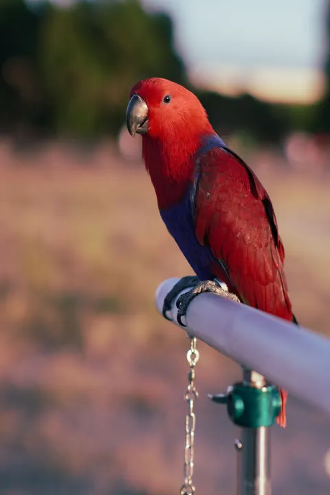 Parrot Phone Wallpaper · pets · 1440×2160