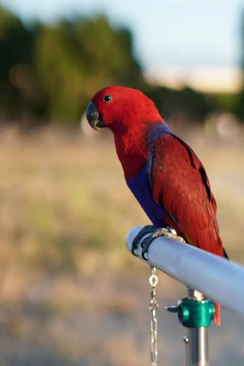 Parrot Phone Wallpaper · pets · 1440×2160
