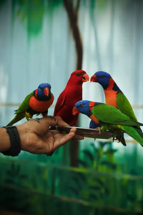 طوطی والپیپر موبایل · pets · 1440×2160