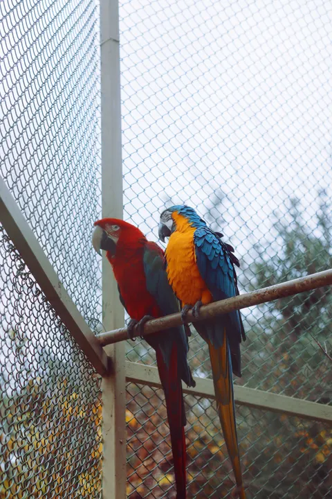 Papuga Tapeta na Telefon · pets · 1440×2160