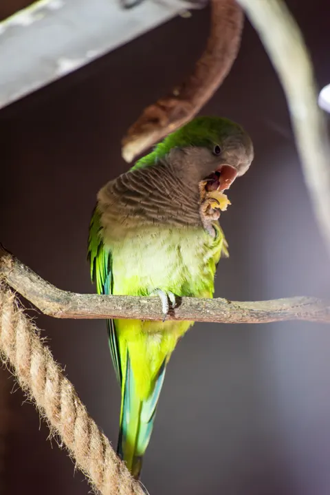 طوطی والپیپر موبایل · pets · 1440×2158