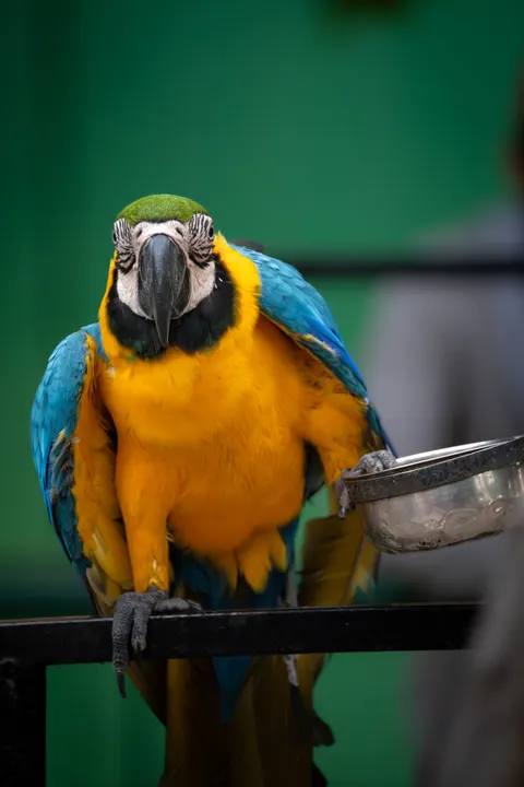 Parrot Phone Wallpaper · pets · 1440×2160