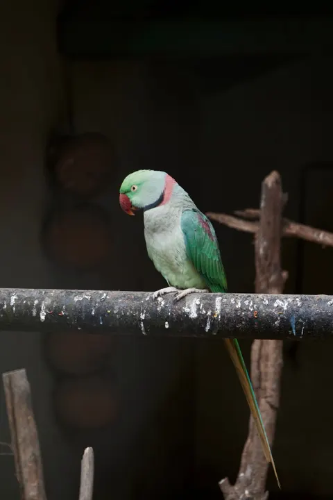 Parrot Phone Wallpaper · pets · 1440×2160