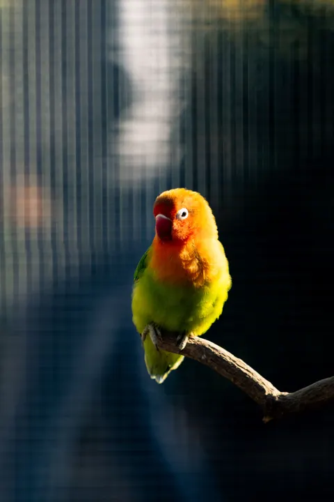 Parrot Phone Wallpaper · pets · 1440×2160