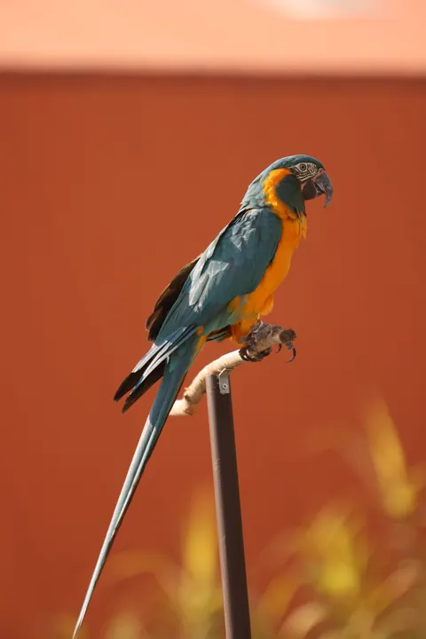 Parrot Phone Wallpaper · pets · 1440×2159
