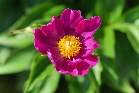 Pioenroos 4K-achtergrond · flowers · 3840×2563