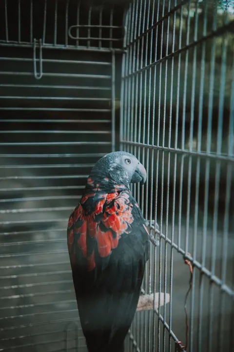 Parrot Phone Wallpaper · pets · 1440×2160