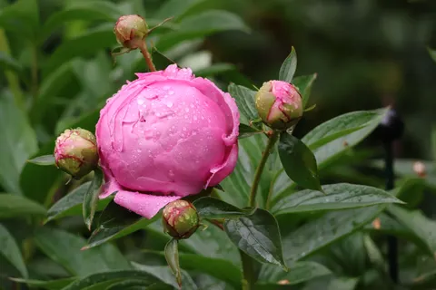 पियोनी 4K वॉलपेपर · flowers · 3840×2560