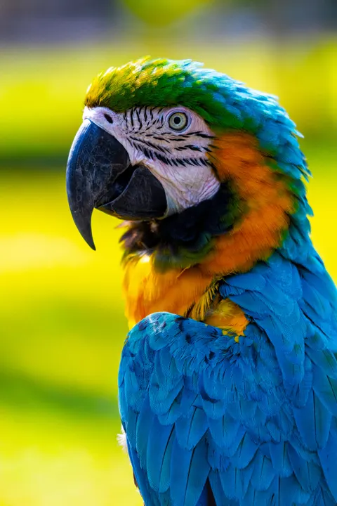 Parrot Phone Wallpaper · pets · 1440×2160