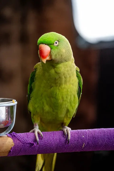 鹦鹉 手机壁纸 · pets · 1440×2160