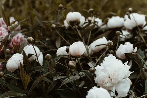 Sfondo Peonia 4K · flowers · 3840×2560