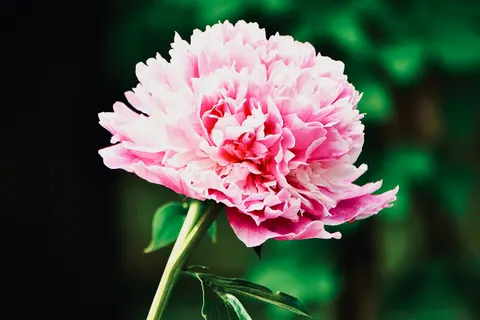 पियोनी 4K वॉलपेपर · flowers · 3840×2560