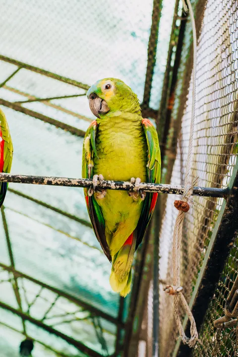 Parrot Phone Wallpaper · pets · 1440×2160