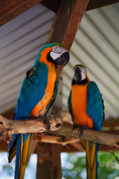 Parrot Phone Wallpaper · pets · 1440×2160