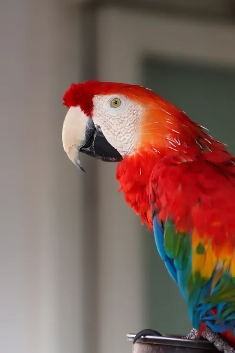 Parrot Phone Wallpaper · pets · 1440×2160