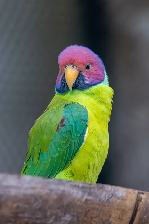 Papegaai Telefoon Achtergrond · pets · 1440×2160