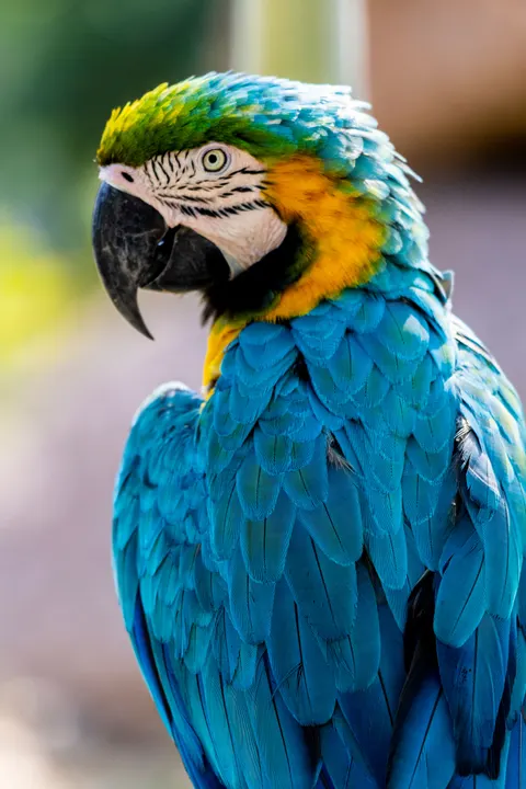 Parrot Phone Wallpaper · pets · 1440×2160