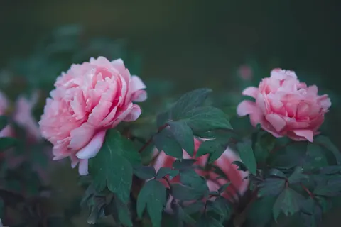 Tapeta Piwonia 4K · flowers · 3840×2560