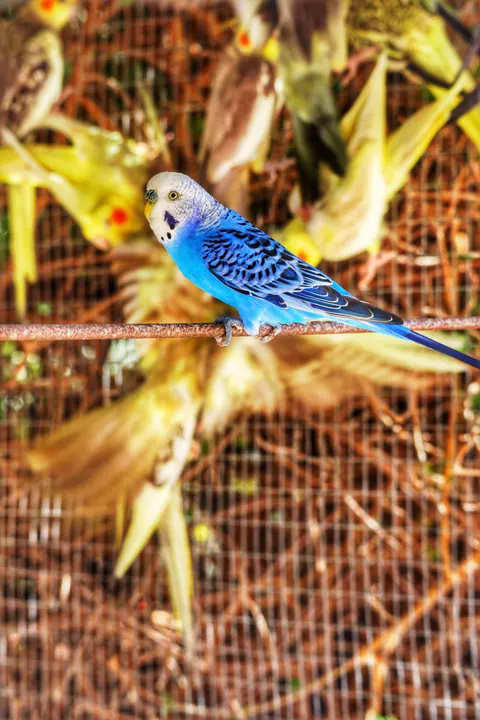 Parrot Phone Wallpaper · pets · 1440×2160