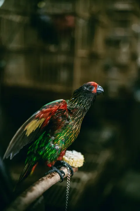 Parrot Phone Wallpaper · pets · 1440×2160