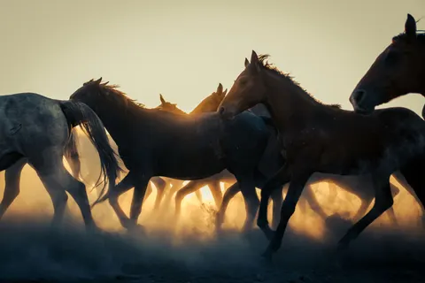 Horse 4K Wallpaper · animals · 3840×2560