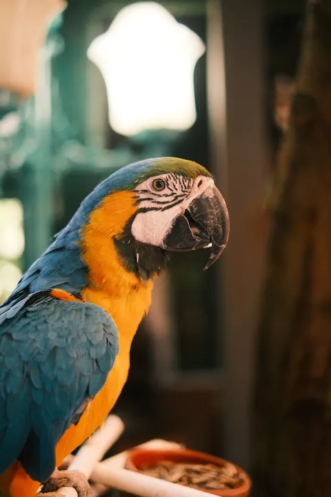 Parrot Phone Wallpaper · pets · 1440×2160