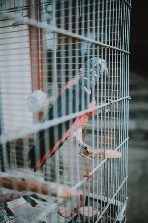 Burung Kakatua Wallpaper HP · pets · 1440×2160
