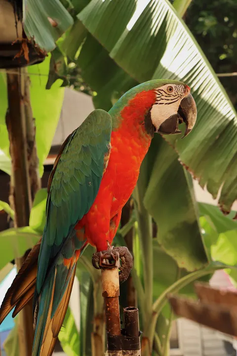 Parrot Phone Wallpaper · pets · 1440×2160