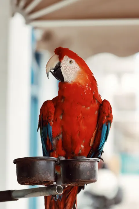 Parrot Phone Wallpaper · pets · 1440×2160